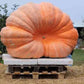 Dill's Atlantic Giant Pumpkin Seeds online shopping