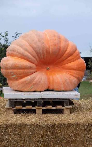 Dill's Atlantic Giant Pumpkin Seeds online shopping