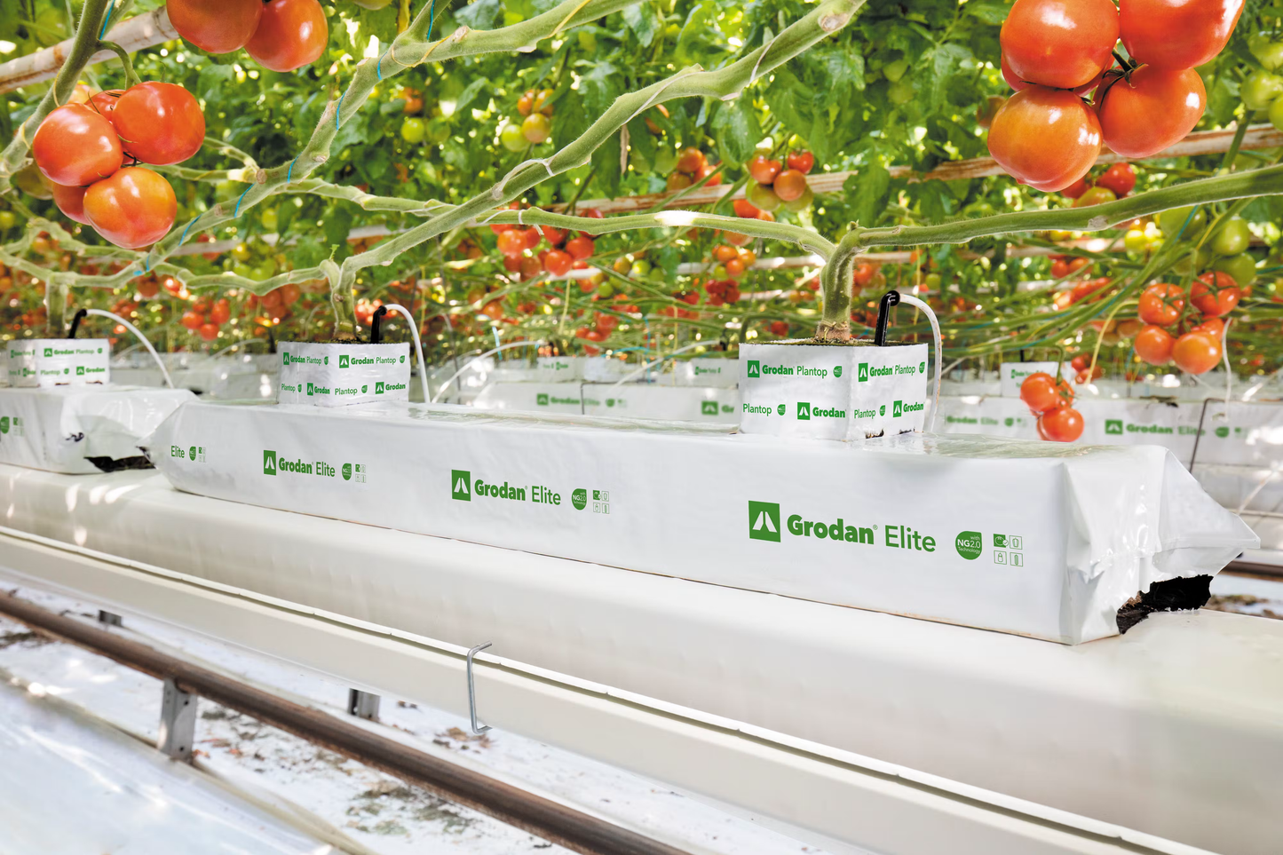 Grodan Elite Slab Tomato Cultivation Rock Wool Hydroponics Substrate