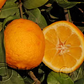 Volckamer Lemon Budwood citrus plant material online shopping