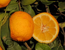 Volckamer Lemon Budwood citrus plant material online shopping