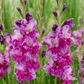 Purple Art Gladiolus Corms Plants online shopping