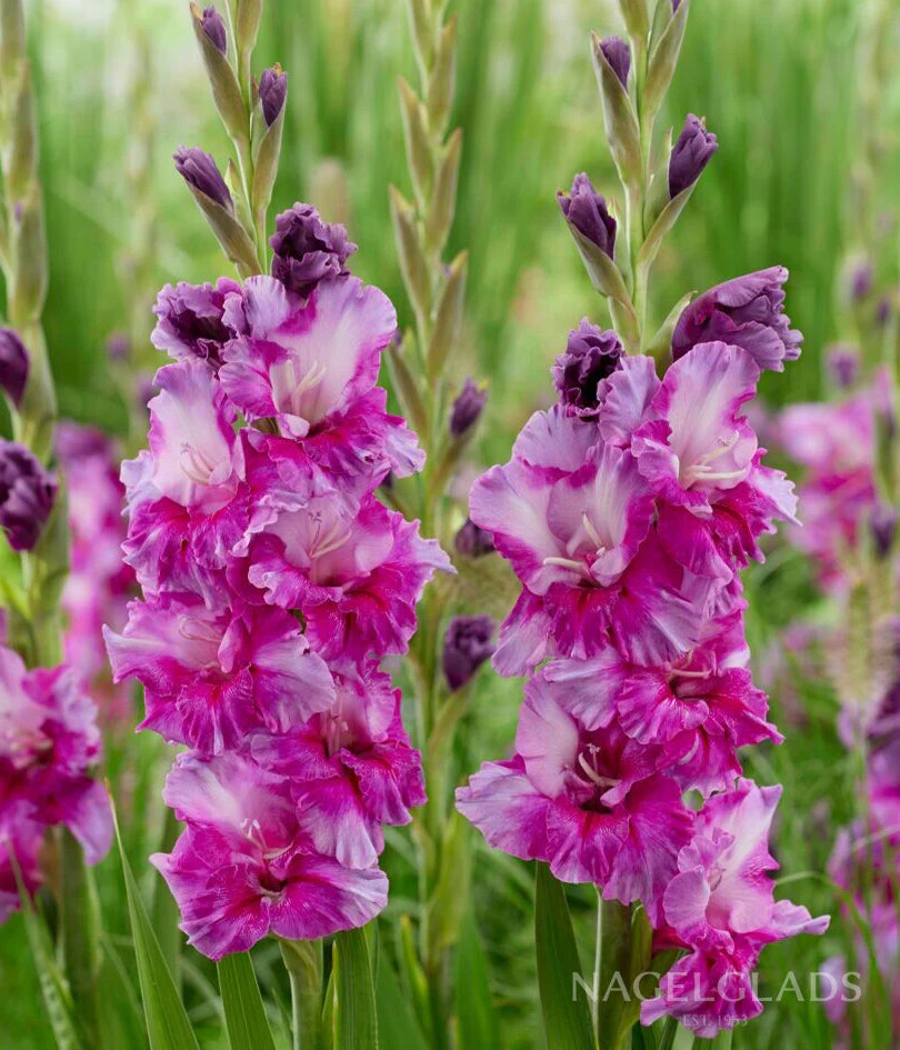 Purple Art Gladiolus Corms Plants online shopping
