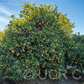Bidwell's Bar Sweet Orange Budwood citrus plant material online shopping