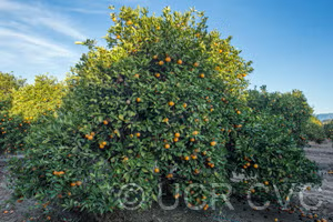 Bidwell's Bar Sweet Orange Budwood citrus plant material online shopping