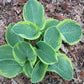 Lakeside Legal Tender Hosta Plants online shopping