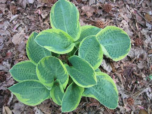 Lakeside Legal Tender Hosta Plants online shopping