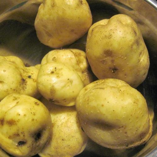 Irish Cobbler Heirloom Potato online shopping