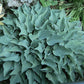 Slim And Trim Hosta Plants online shopping