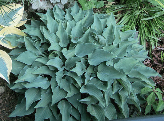 Slim And Trim Hosta Plants online shopping