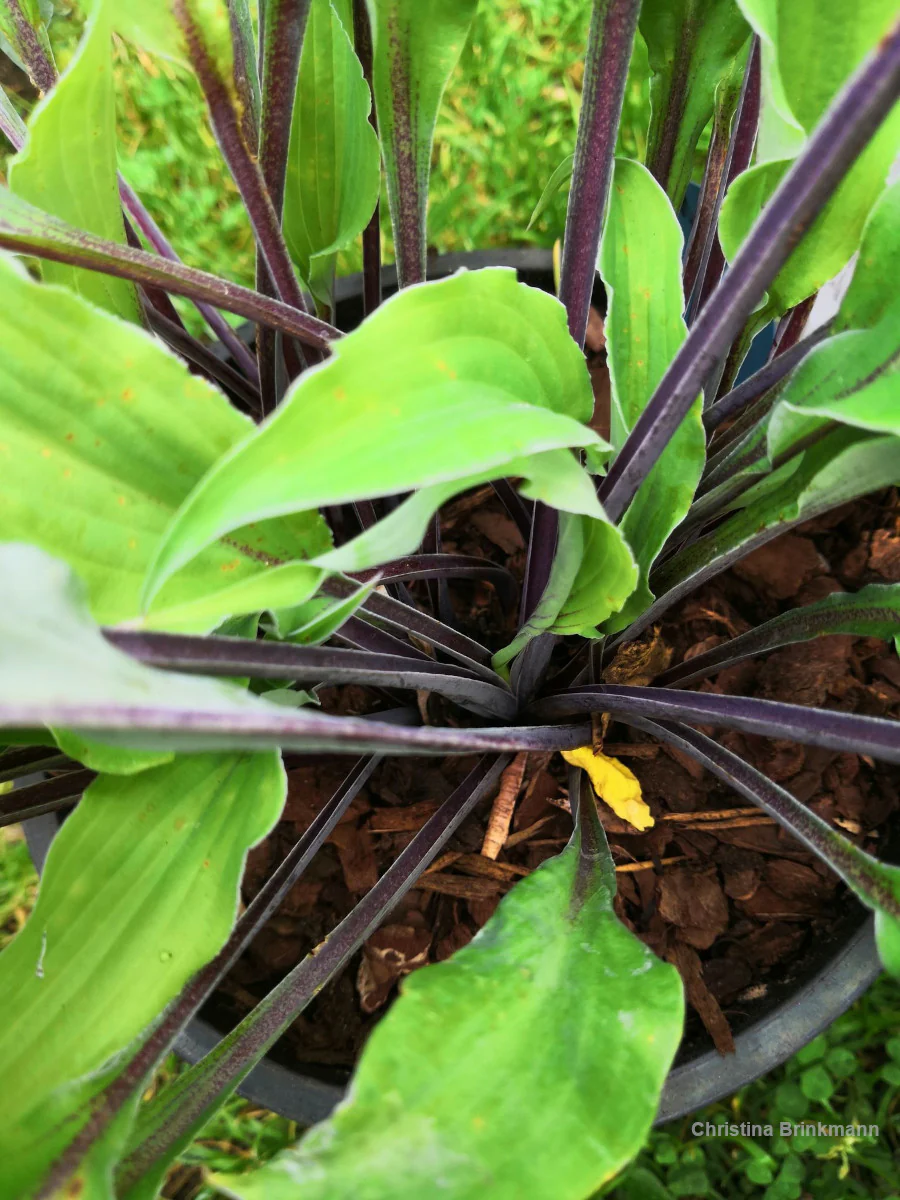 Chris’ Black Ruffles Hosta Plants online shopping