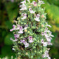 Catnip seeds online shopping