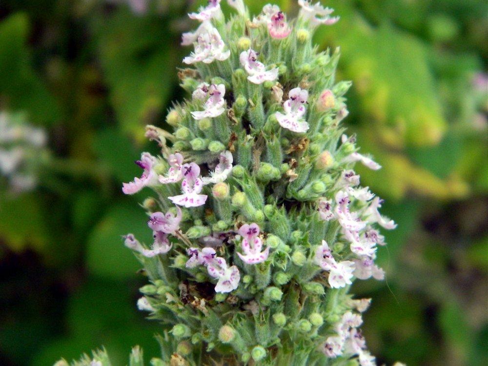 Catnip seeds online shopping