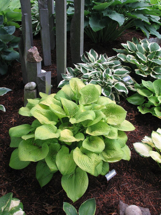 Abiqua Recluse Hosta Plants online shopping