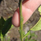 C. Moi Seed citrus plant material online shopping