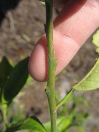 C. Moi Seed citrus plant material online shopping