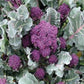 Santee F1 Organic Broccoli