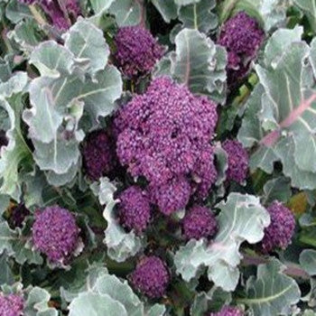 Santee F1 Organic Broccoli