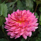 Excentric Dahlia Plants online shopping