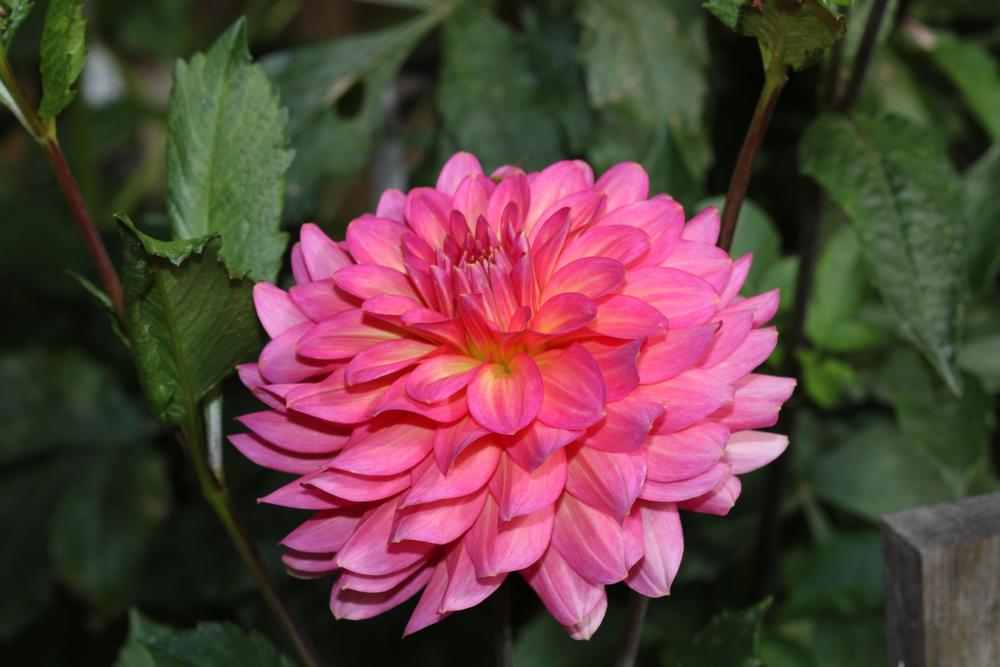 Excentric Dahlia Plants online shopping