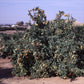 Fremont Mandarin Budwood citrus plant material online shopping