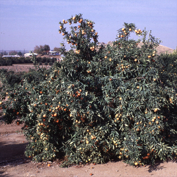 Fremont Mandarin Budwood citrus plant material online shopping