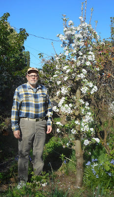 Scarlet Sentinel™ Columnar Apple