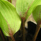Katsuragawa Beni Hosta Plants online shopping