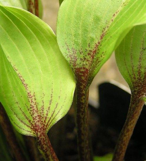 Katsuragawa Beni Hosta Plants online shopping