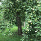 Yellow Transparent Heirloom Earliest Ripening Apple Plant