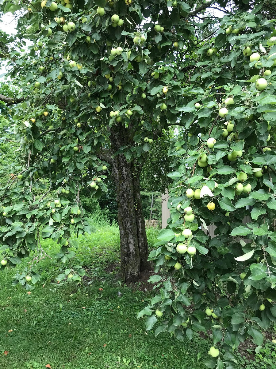 Yellow Transparent Heirloom Earliest Ripening Apple Plant