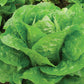 Coastal Star Lettuce