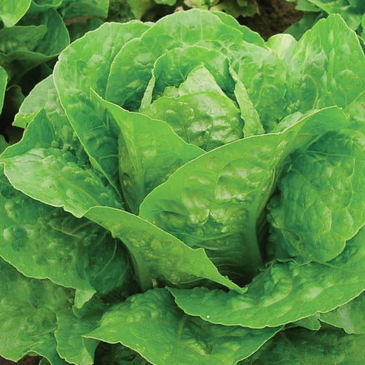 Coastal Star Lettuce Seeds online shopping