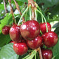 Sandra Rose Sweet Cherry