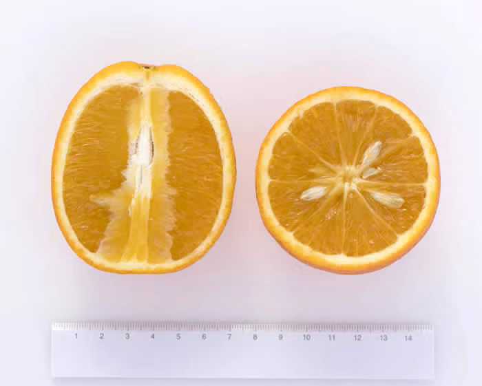 Jincheng Sweet Orange Budwood citrus plant material online shopping