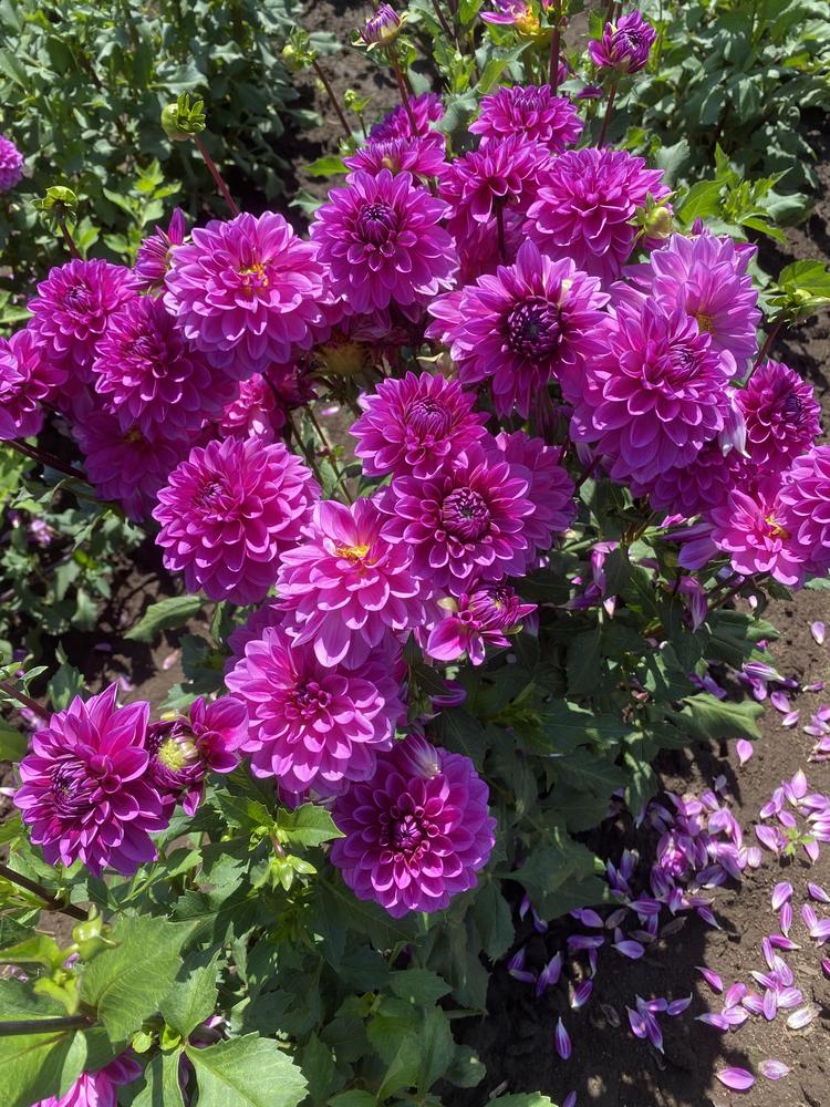 Ted’s Choice Dahlia
