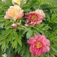 Paeonia Itoh Magical Mystery Tour