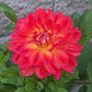 Cooper Blaine Dahlia Plants online shopping