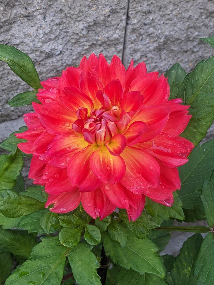 Cooper Blaine Dahlia Plants online shopping