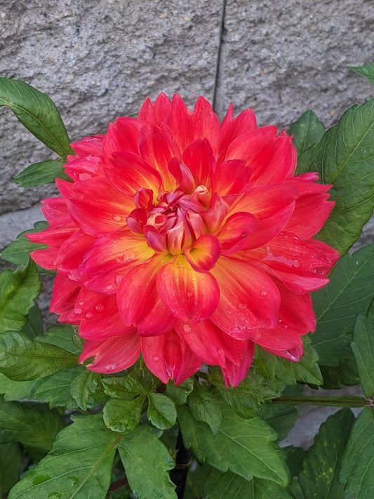 Cooper Blaine Dahlia