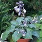 High Tide Hosta Plants online shopping