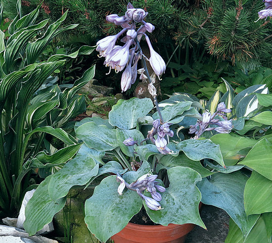 High Tide Hosta Plants online shopping