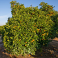 Vaniglia Sanguigno Acidless Pigmented Sweet Orange Budwood citrus plant material online shopping