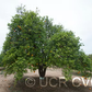 Sue Linda Tangor Mandarin Budwood citrus plant material online shopping
