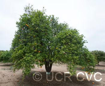 Sue Linda Tangor Mandarin Budwood citrus plant material online shopping