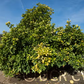 Thong Dee Pummelo Budwood citrus plant material online shopping