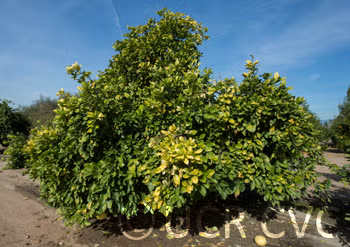 Thong Dee Pummelo Budwood citrus plant material online shopping
