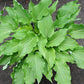 She’s Got The Moves Hosta Plants online shopping