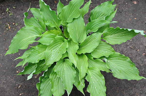 She’s Got The Moves Hosta Plants online shopping