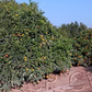 Dobashi Beni Satsuma Mandarin Budwood citrus plant material online shopping